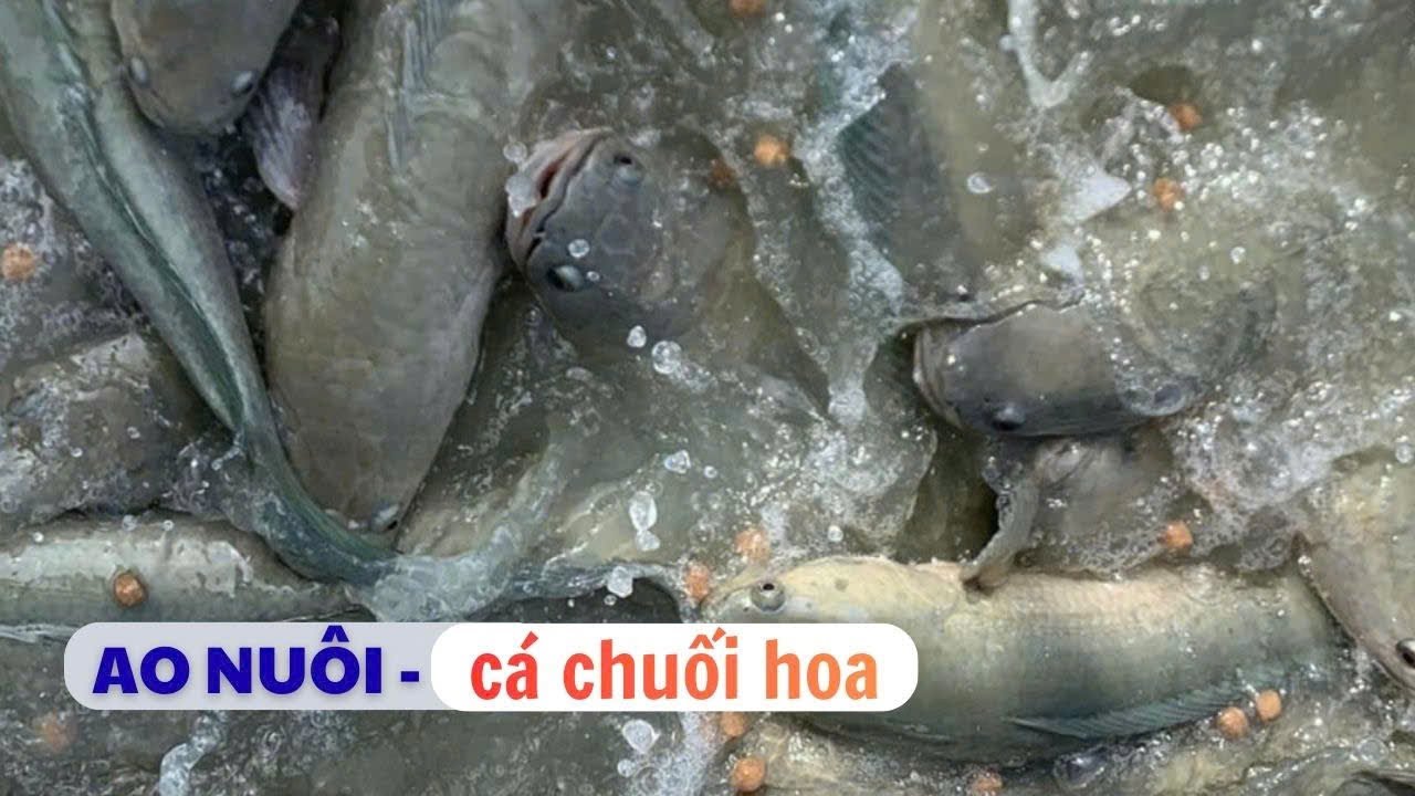 Mô hình ao nuôi cá chuối hoa bằng thức ăn cá tạp | Thủy sản Hùng Tiến