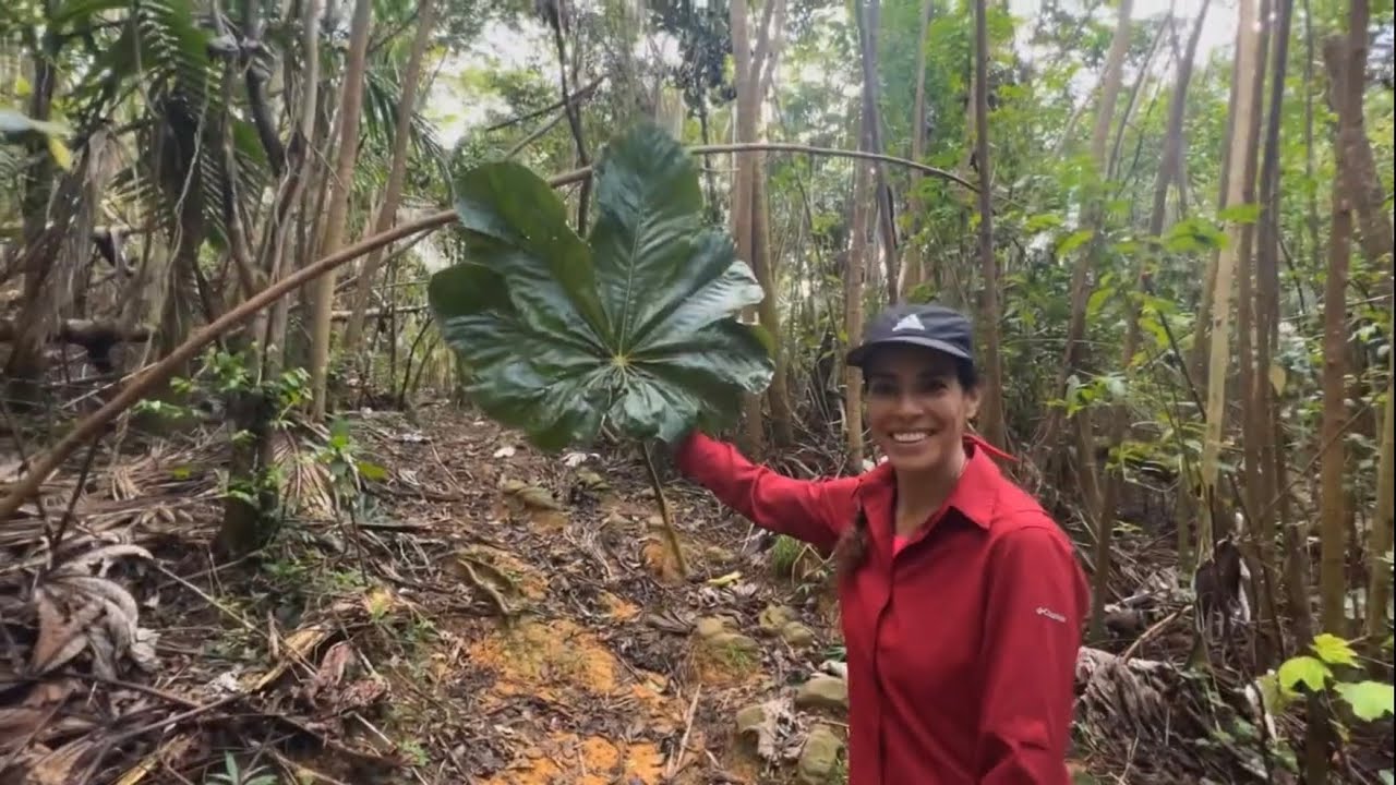 El Toro Trail - El Yunque National Forest - Puerto Rico