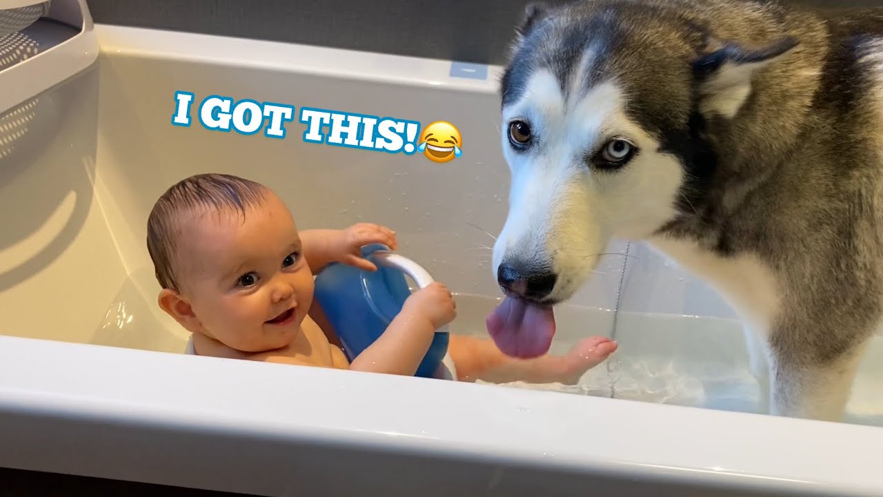 Husky Helps Newborn Baby Bath In The Cutest Way Possible!..😭.
