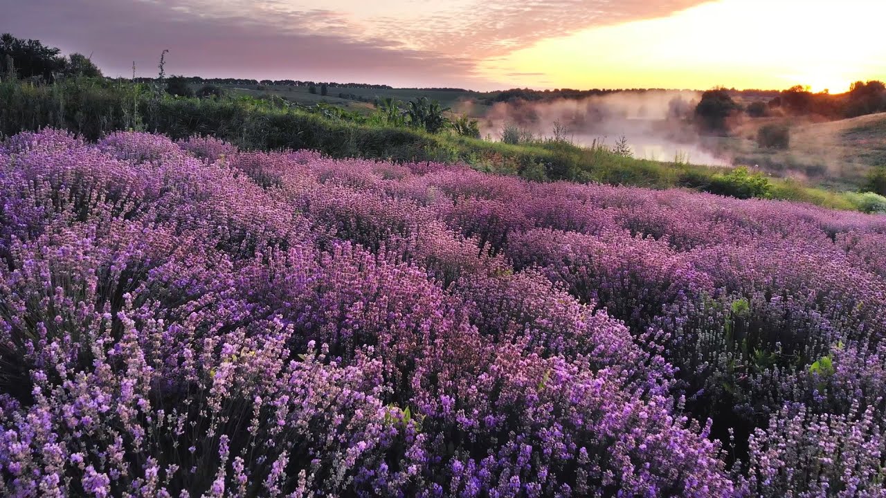 Peaceful music for relaxed listening, meditation, stress relief. Lilac Day. Нежная музыка для души.