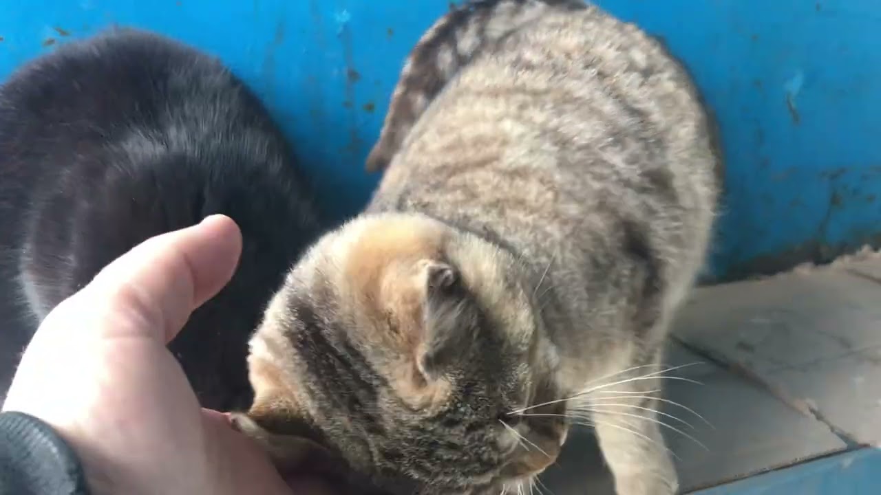 Very Beautiful Street Black Cat