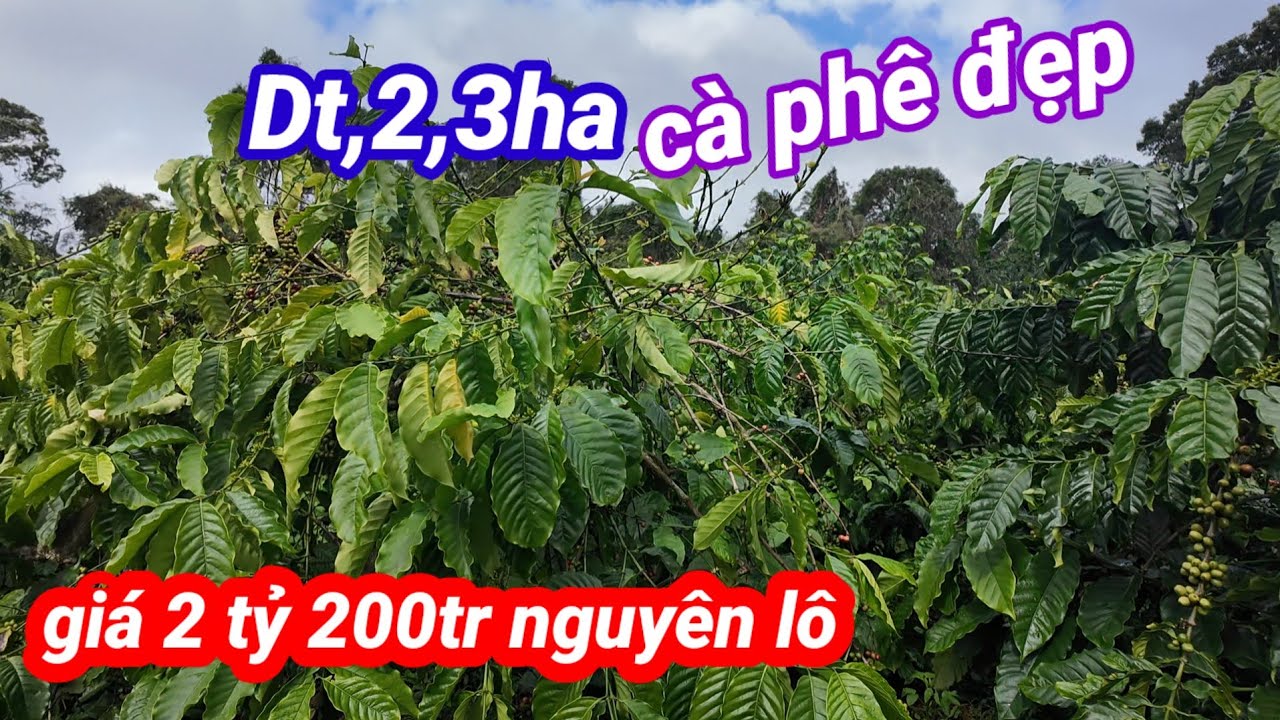 Bán vườn cà phê đẹp 2,3 ha ,đất đỏ ,giá 2 tỷ 200tf nguyên lô, có bớt nhẹ ,xe ôtô vào tới rẫy