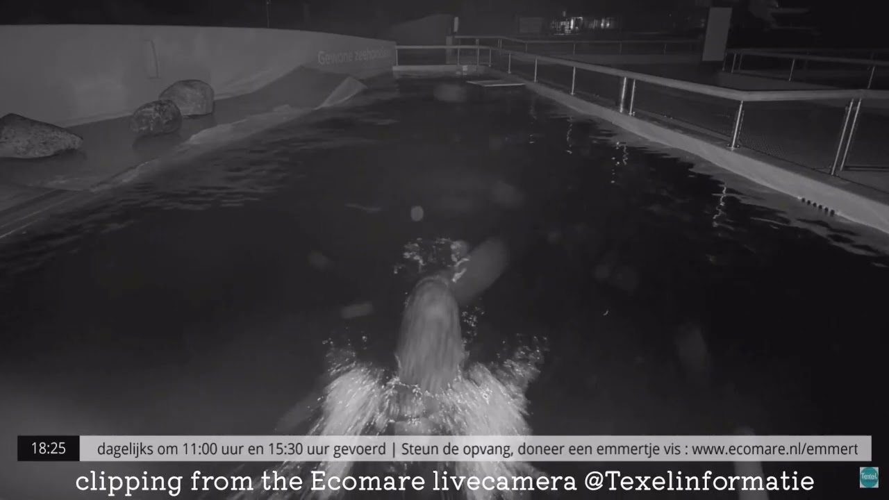 Ecomare Live (@Texelinformatie ) Rob大暴れ～3頭上陸まで（2024年11月2日）