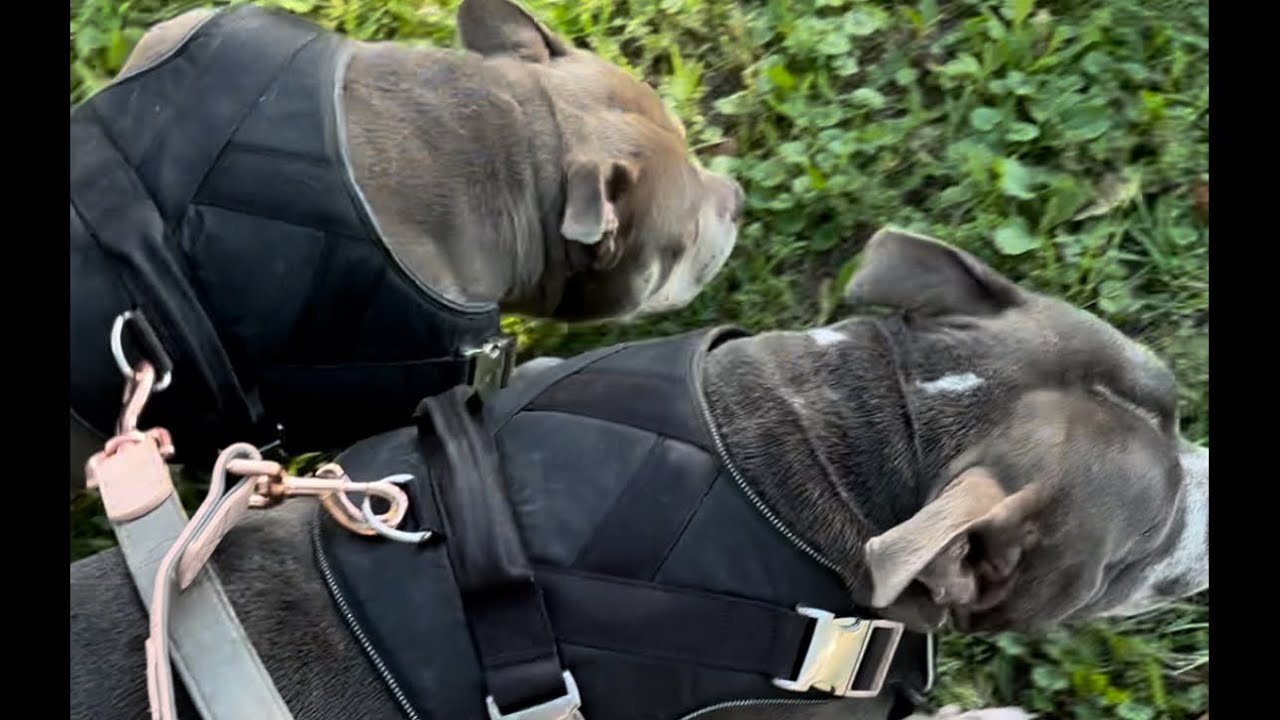 Bully Walk Of Bullying