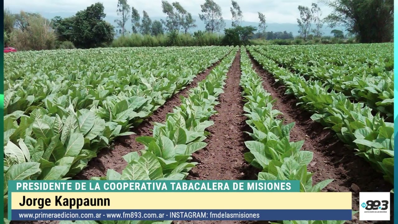 Jorge Kappaunn, titular de la CTM: “Decidimos suspender el acopio para resguardar a los productores”