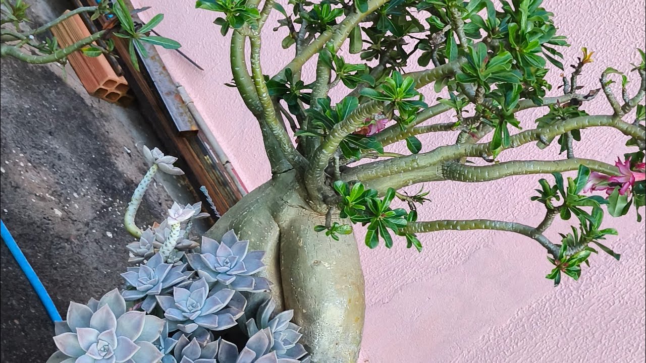 ROSA DO DESERTO NA CHUVA COMO ELAS ESTÃO 😍😃
