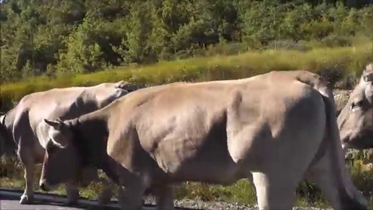 Atrapados por las vacas de los Pirineos