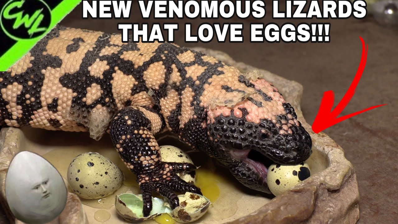 NEW VENOMOUS LIZARDS THAT LOVE EGGS!!!