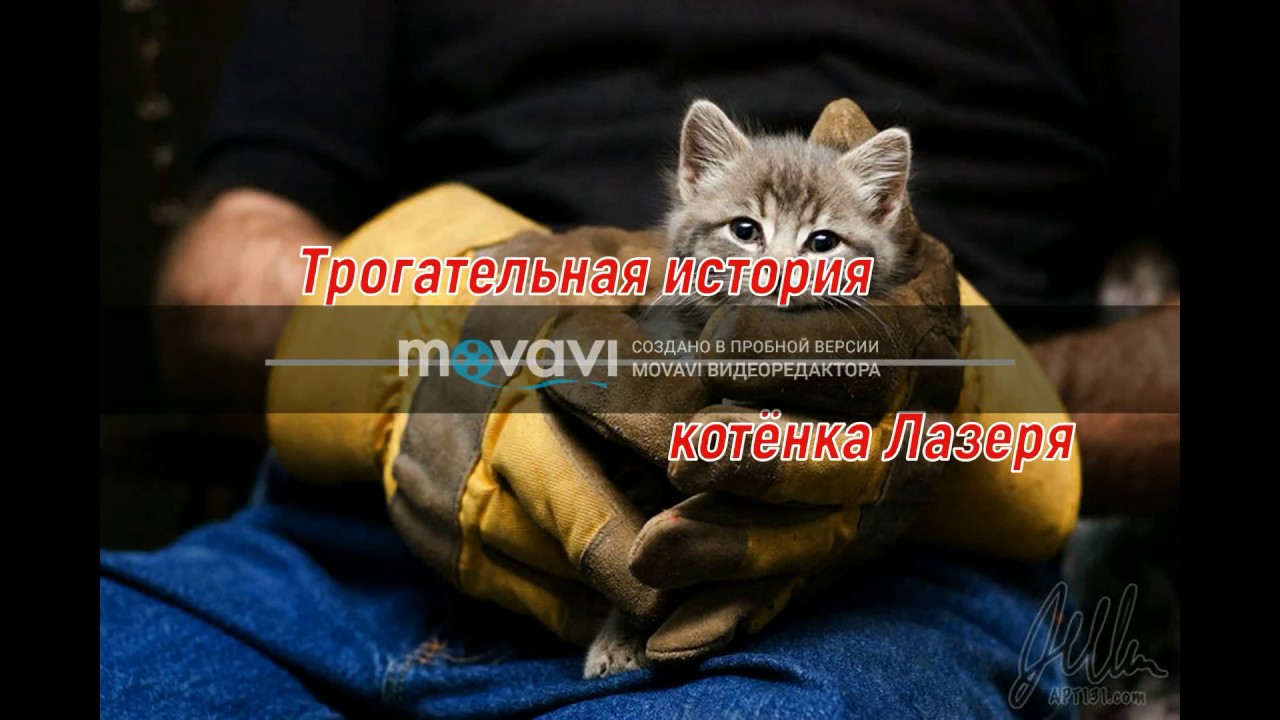 Трогательная история котёнка Лазаря