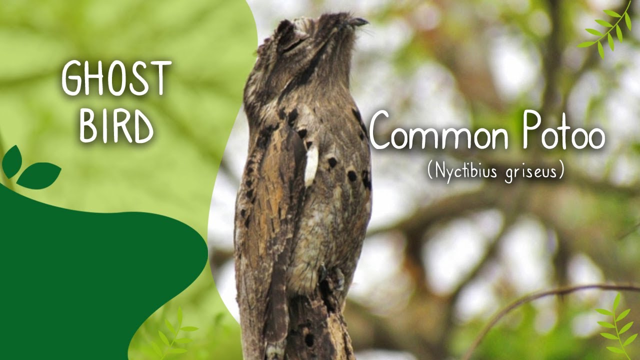 Common Potoo - Ghost bird singing