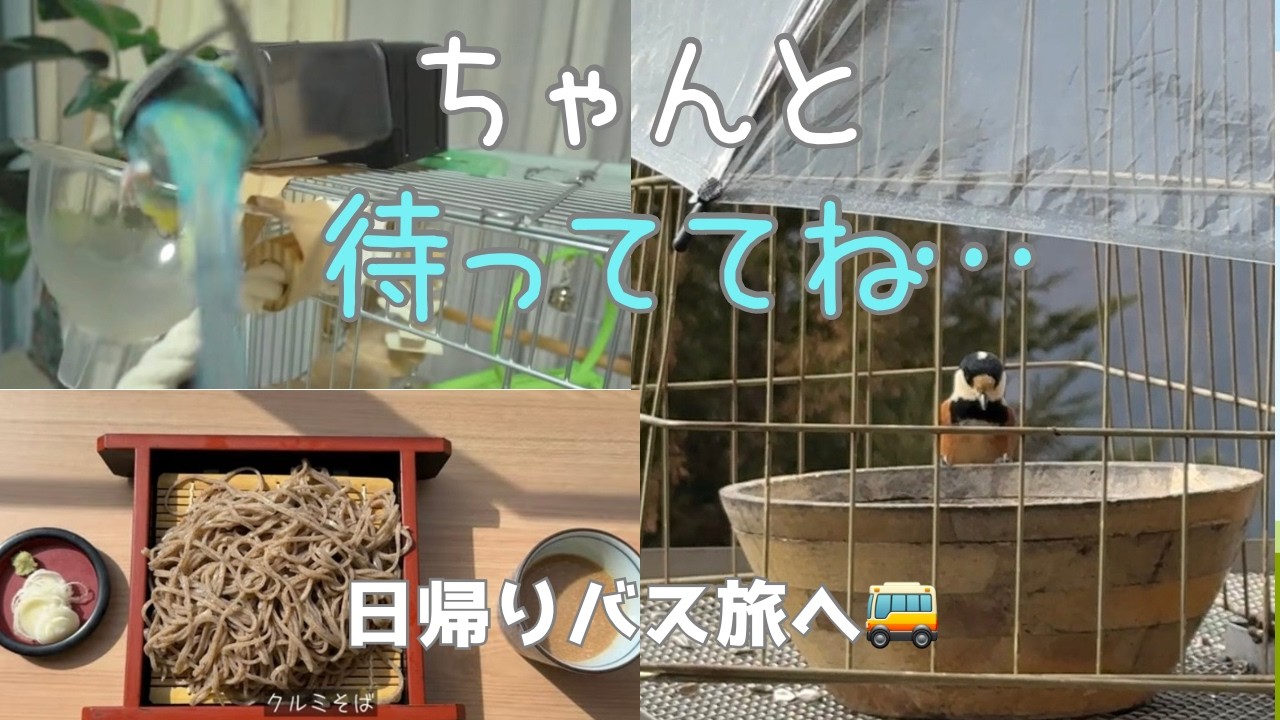 バス旅🚌三峯神社〜野鳥とお蕎麦｜小鳥お留守番の様子｜15時間ぶりの再会って、、こんなものかしら？
