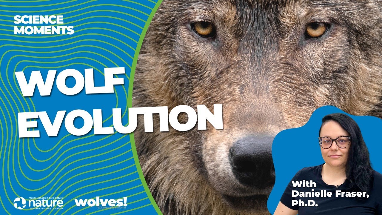 Wolf Evolution