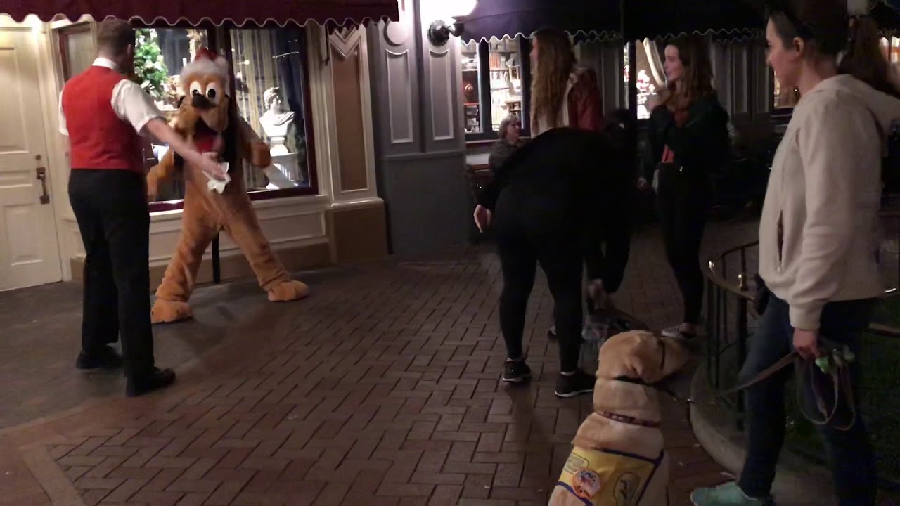 Pluto meets puppy at Disneyland