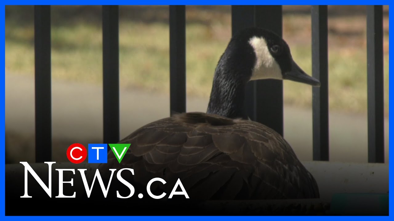 What to do if a goose abandons her nest