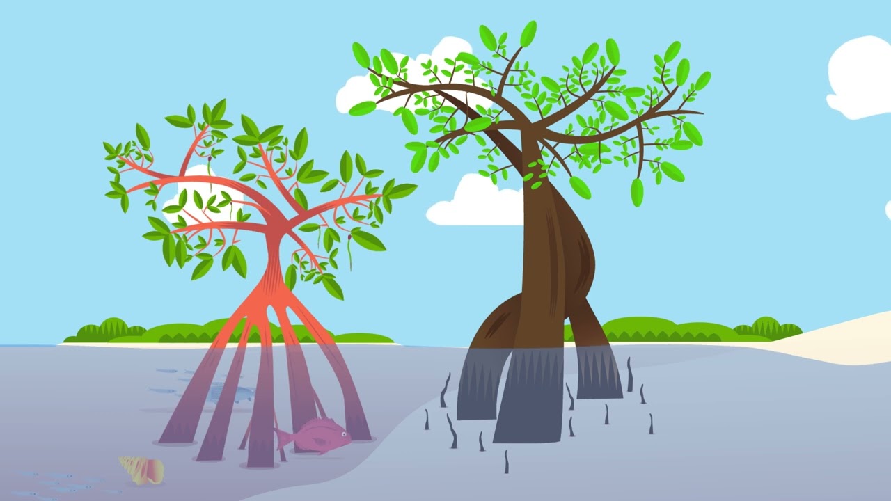 Bahamian Mangroves: Our Coastal Guardians