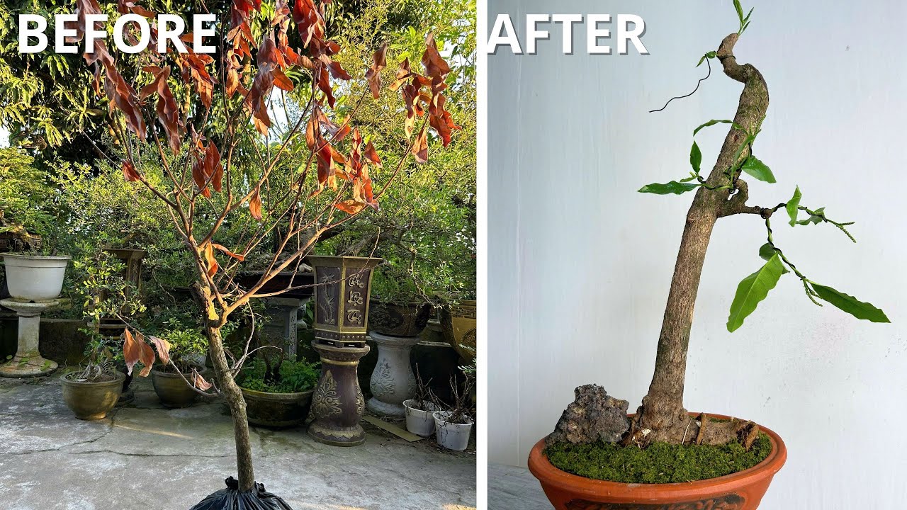 Save a dying bonsai and shape it into a new shape