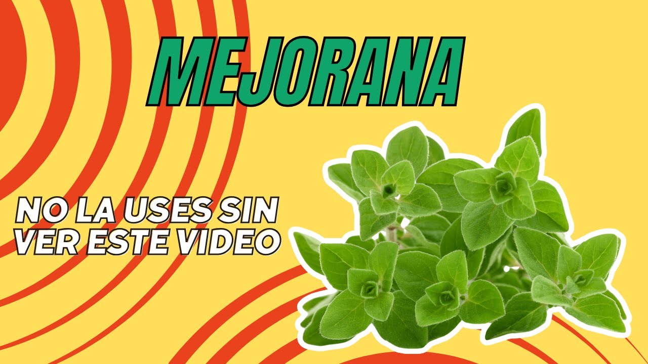 Las Propiedades Medicinales de la Mejorana que debes conocer