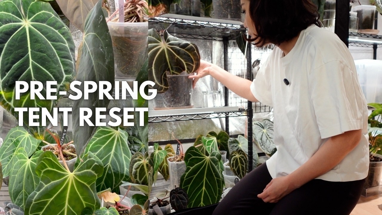 Big tent cleanup 🧹 preparing for spring growth