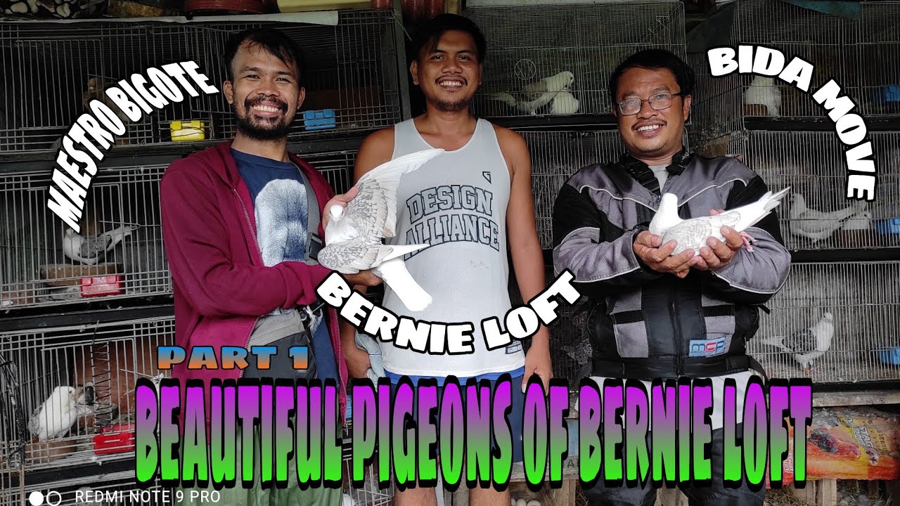 Beautiful Rare and Fancy Pigeons In Bernie loft ( PART 1)