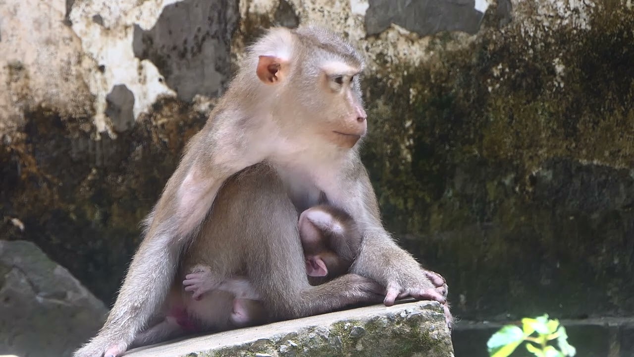 Daily Thing For Baby Monkey Leo getting milk from Mommy
