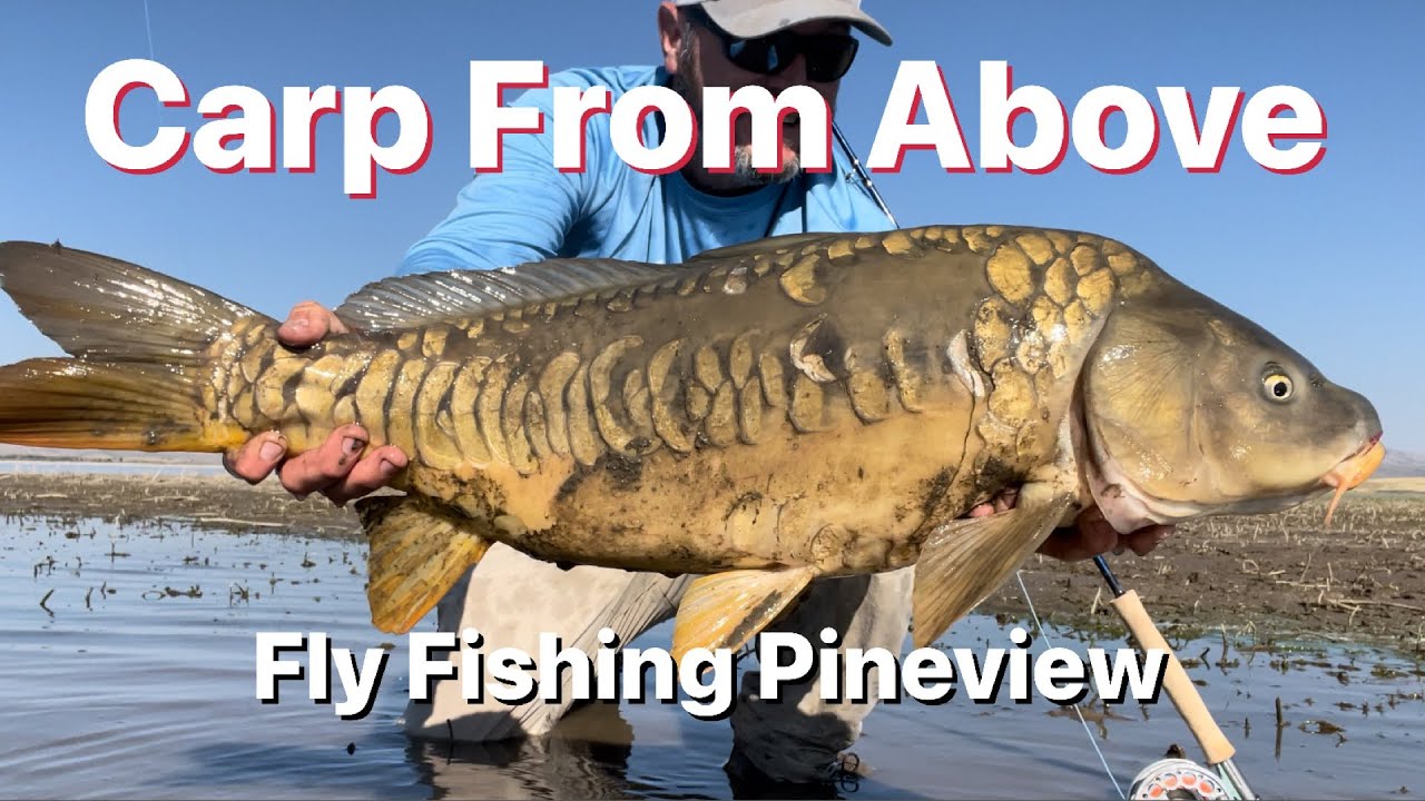 Pineview Carp On the Fly - Carp Fly Fishing