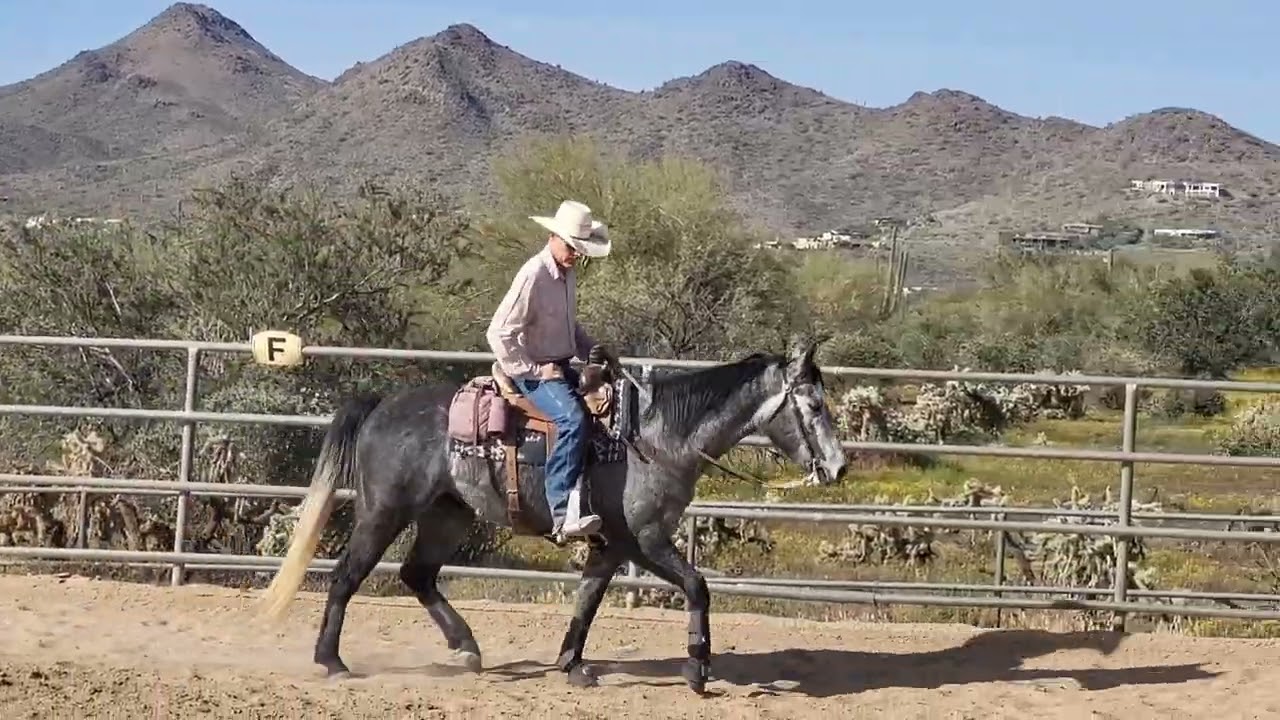 5 year old Grey Gelding for sale