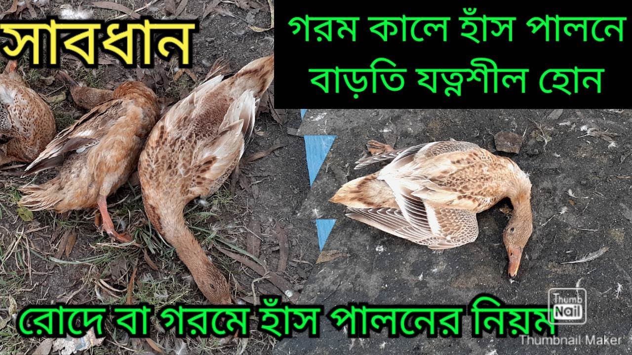 হাঁসের মাথা ফোলা,ঘাড় বাঁকা হওয়া,লুলা হওয়া এগুলো কি ডাকপ্লেগের লক্ষণ?আফছার পোল্ট্রি এন্ড হ্যাচারী