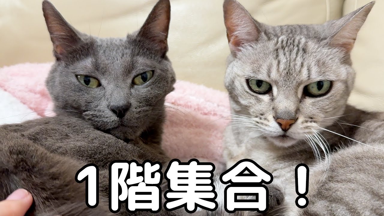 ハムちゃんが1階に来てくれるようになりました！！