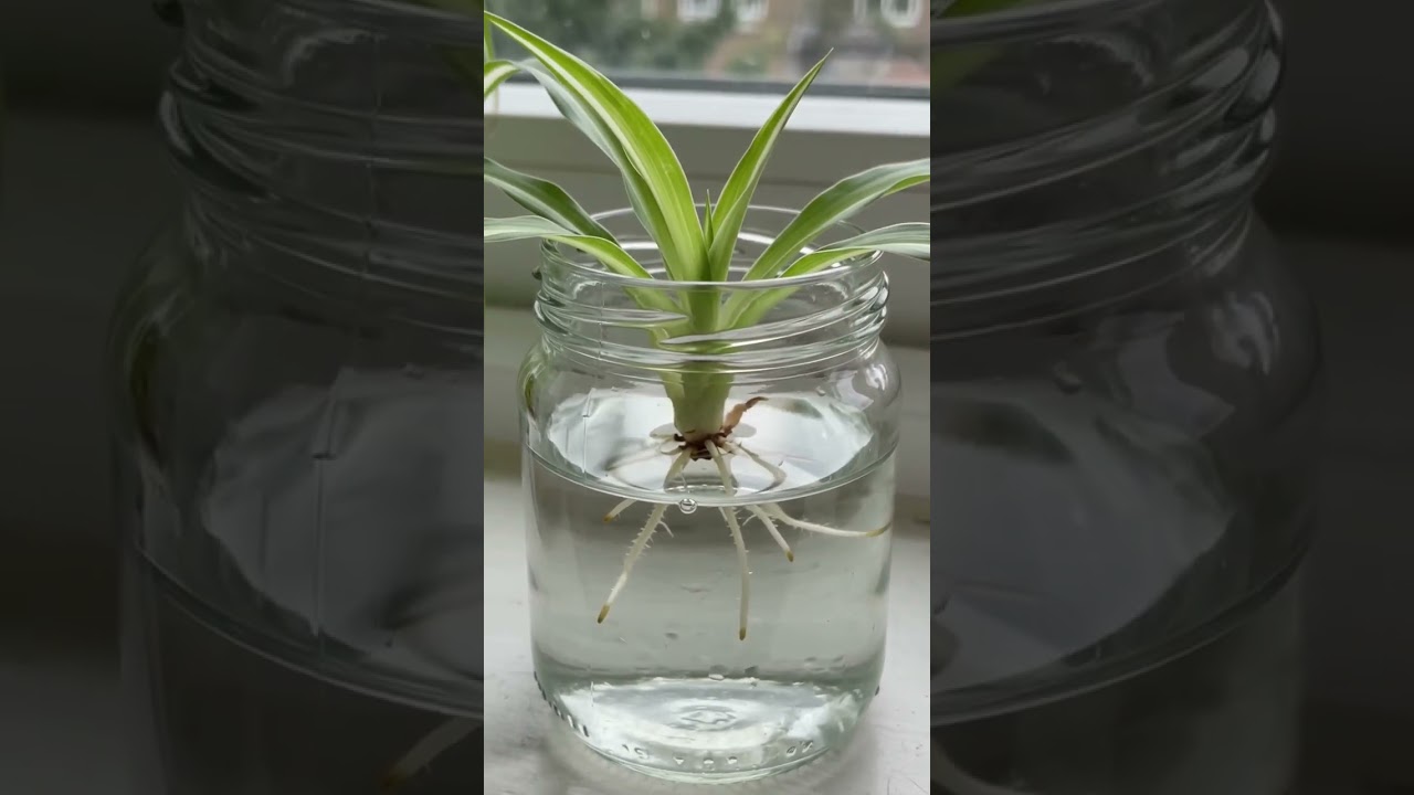 Spider Plant Propagation | From Baby Plant to New Growth ❤️#shorts #youtubeshorts #like #viral #fyp