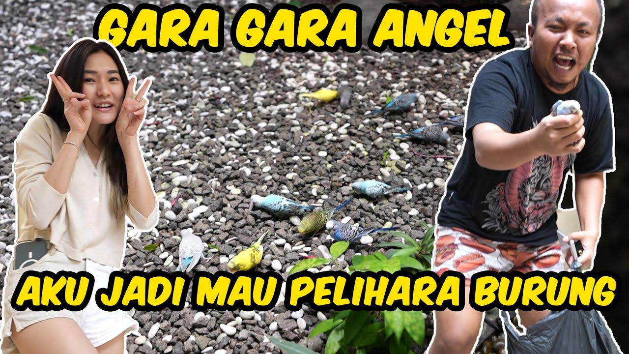 PELIHARA 30 BURUNG DIGH GPX HAHAHAH