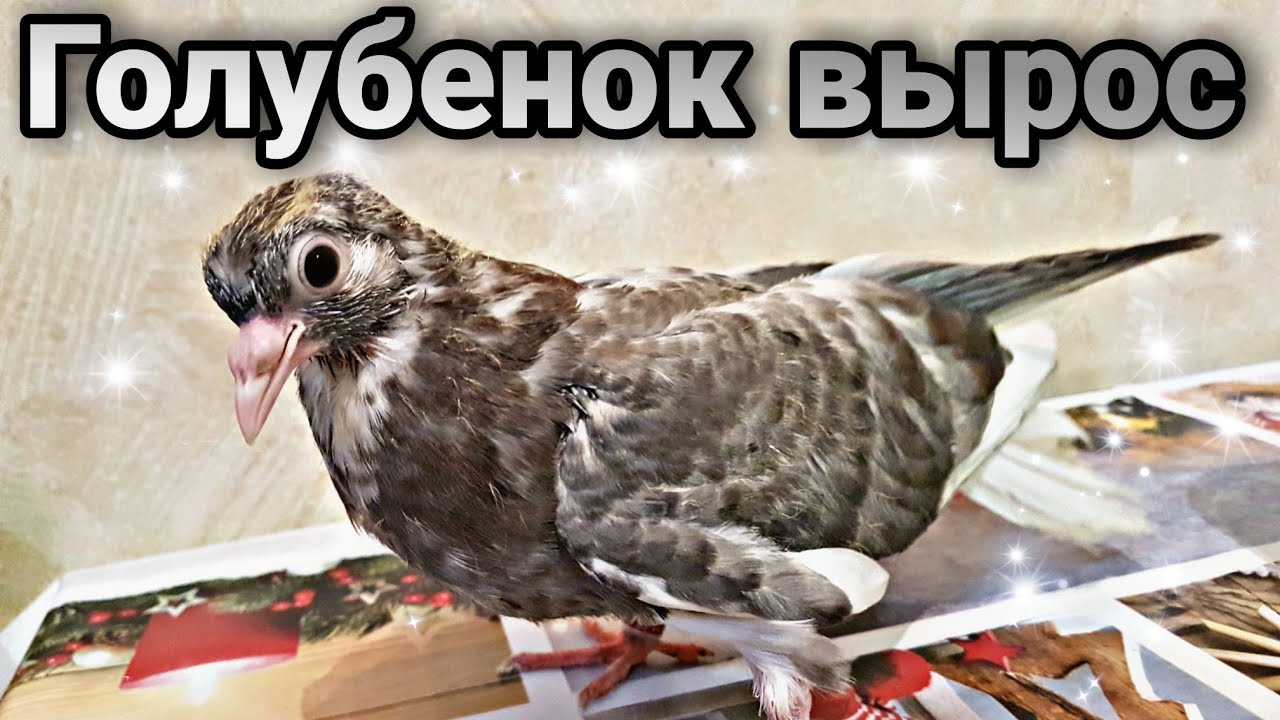 Николаевский голубь.Пискун вырос