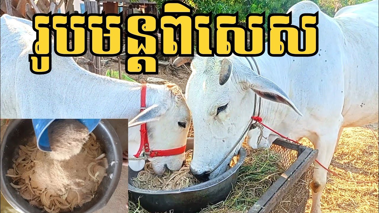  តិចនិកចិញ្ចឹមគោបែបគ្រួសារ៖ វិធីងាយៗក្នុងការរៀបចំចំណីដើមចេក - Easy Way to Make Banana Stem Cow Feed