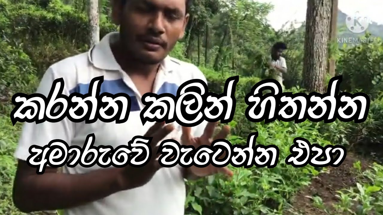 Tea Cultivation in Sri Lanka/ Part 41/ මේ ගැන දැන සිටියාද?
