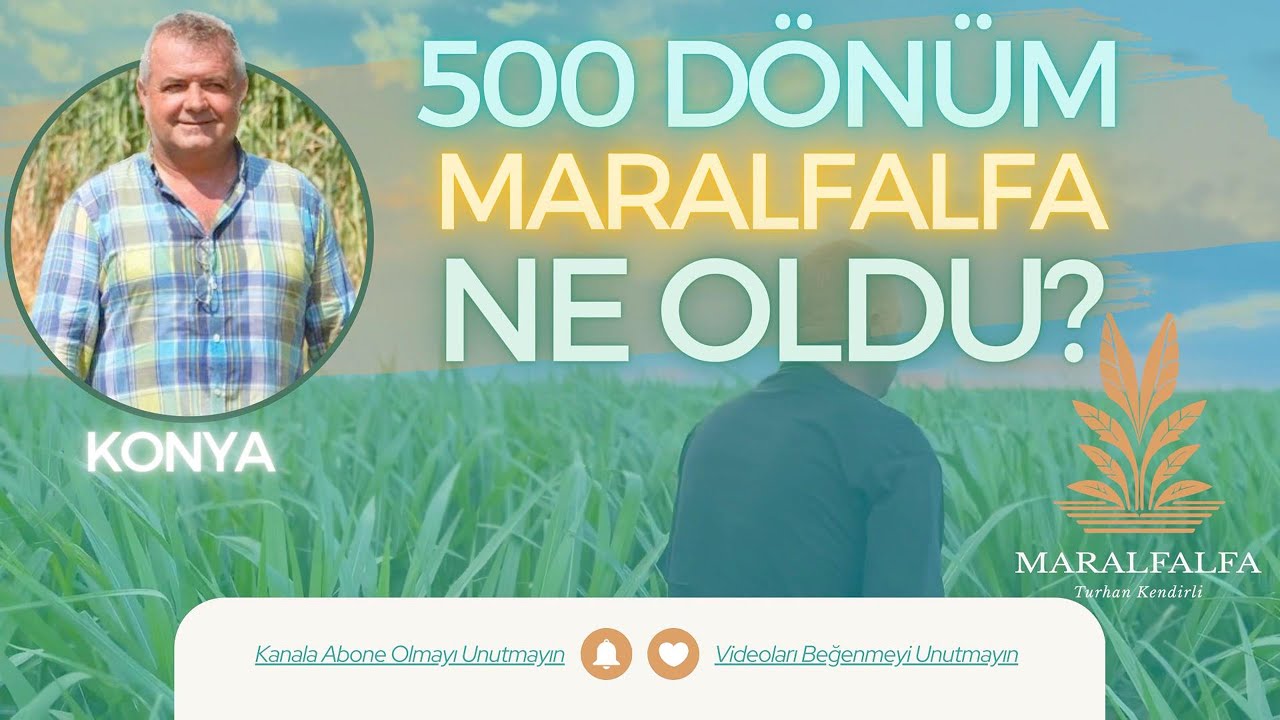 500 DÖNÜM MARALFALFA NE OLDU? | KONYA | MARALFALFA TURHAN KENDİRLİ