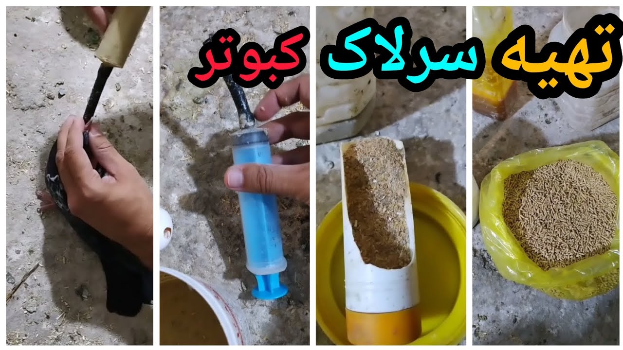 طرز تهیه سرلاک برای جوجه کبوتران به روش استاد مصطفی قاسمی