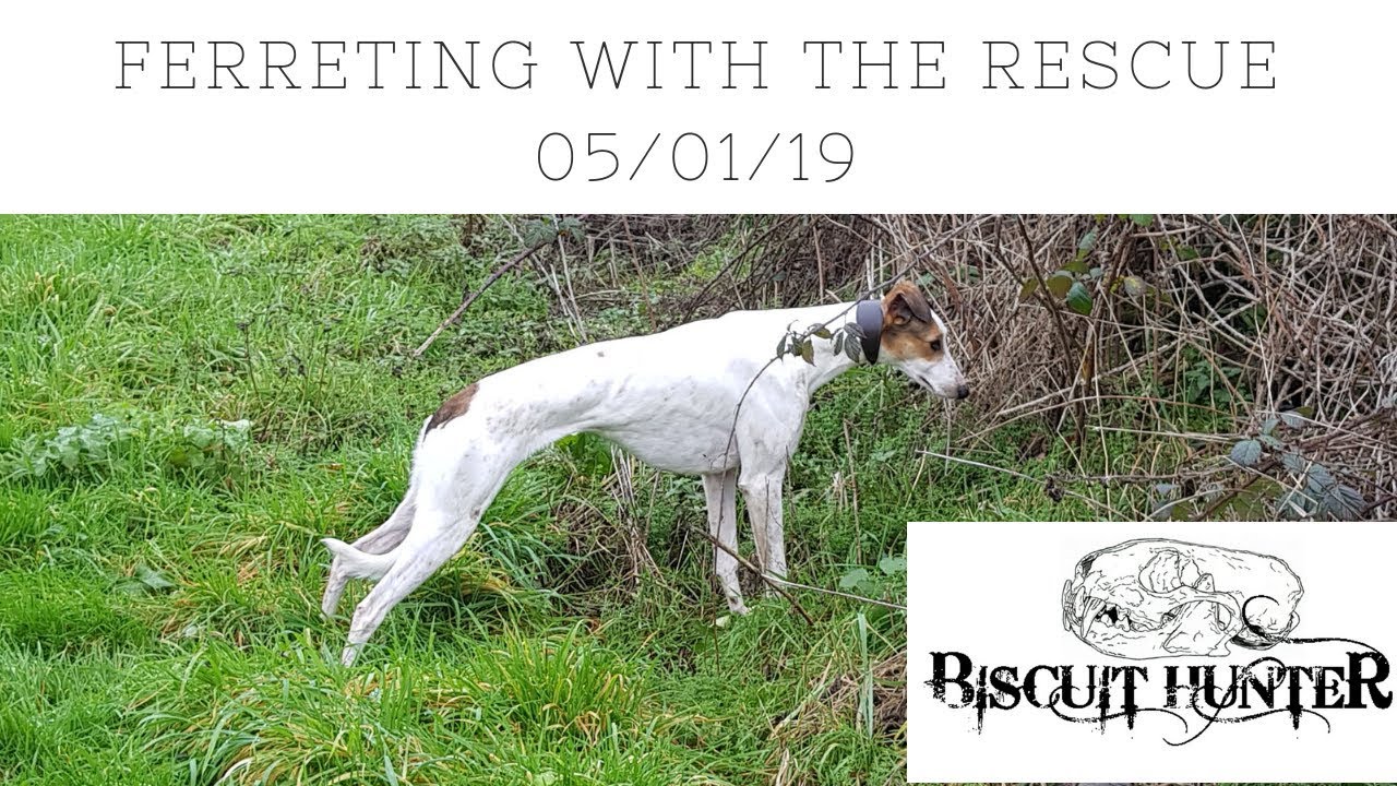 Ferreting with the rescue lurcher