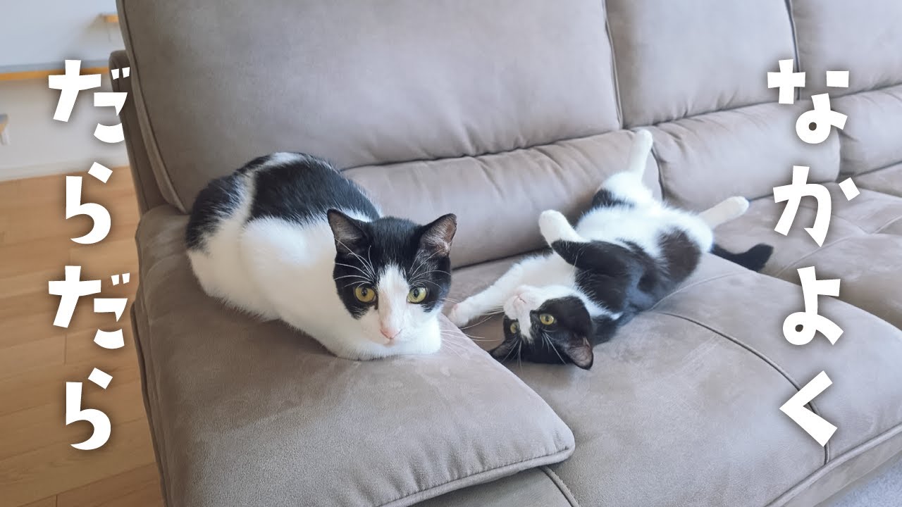 昼間から仲良くだらだらする猫たちが可愛い