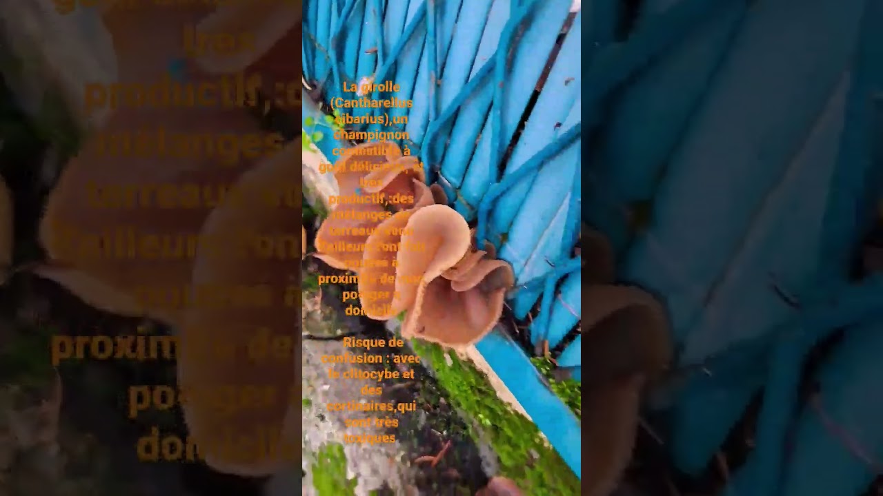 The chanterelle mushroom (Cantharellus cibarius), an edible mushroom with a delicious taste