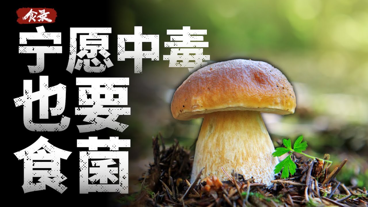 为什么宁愿中毒，云南人也要吃菌子？