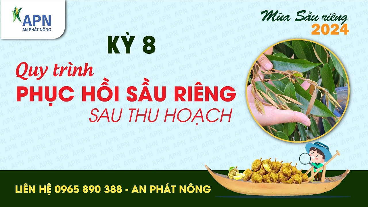 APN - QUY TRÌNH PHỤC HỒI VƯỜN SẦU RIÊNG SAU THU HOẠCH | MÙA SẦU RIÊNG 2024 KỲ CUỐI
