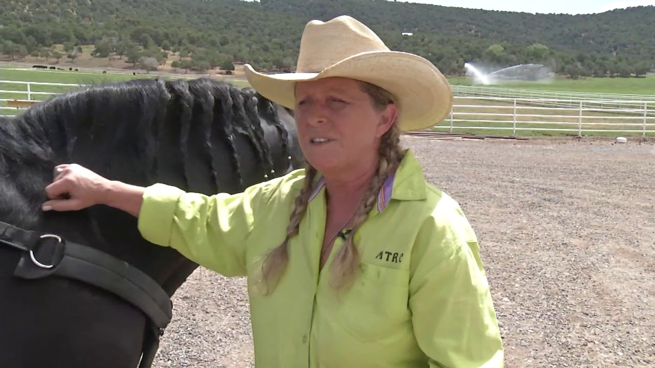 HIPPOTHERAPY AND MORE