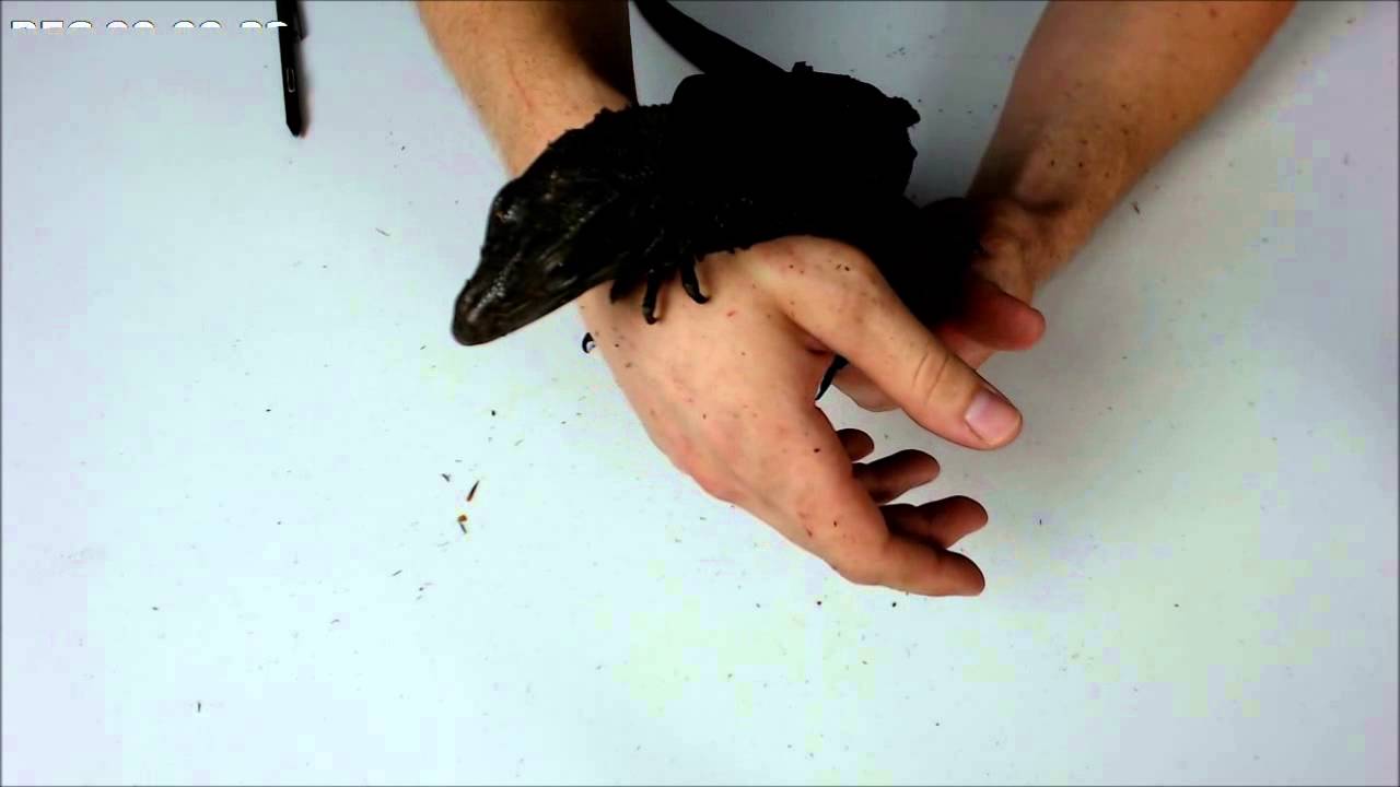 Black Dragon Varanus Salvator Interaction