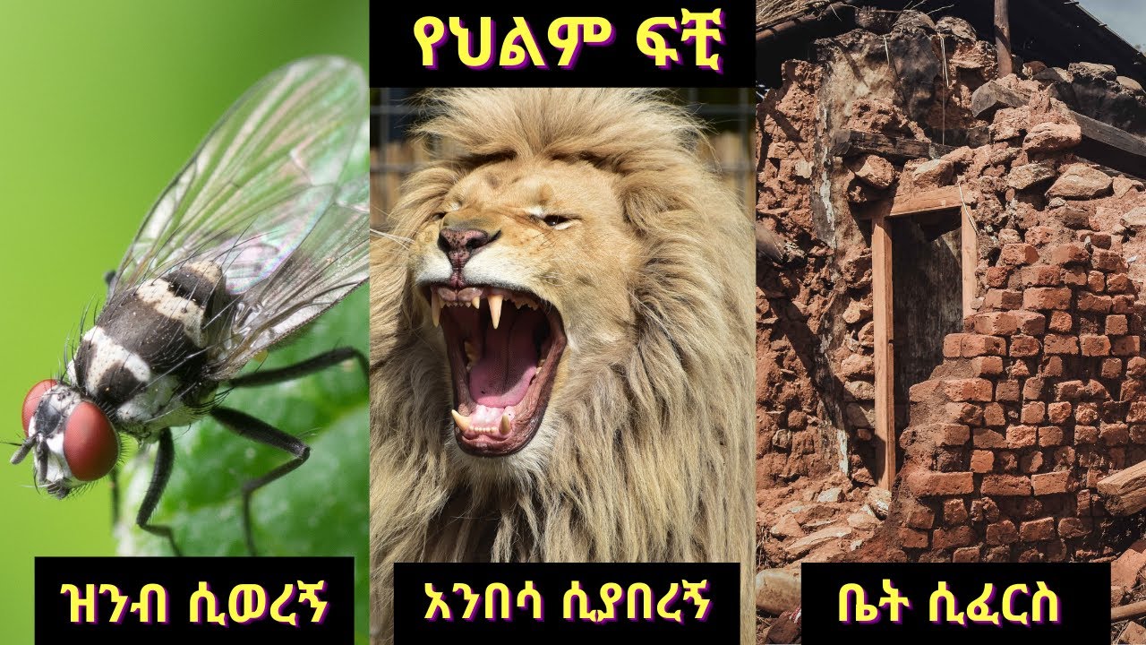 ዝንብ ሲወረኝ አየሀሁ \ አንበሳ ሲያበረኝ \ ቤት ሲፈርስ እና ሌሎችም Part Two