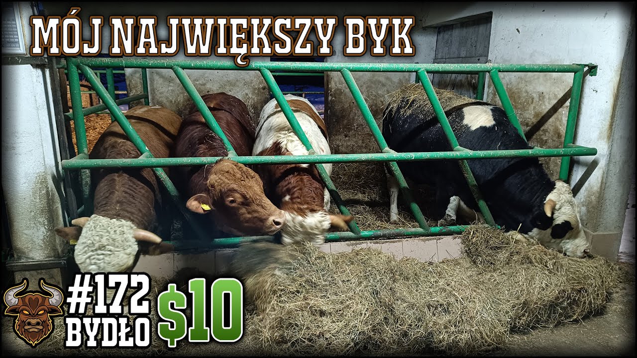#172 Bydło opasowe - Sprzedaż byków - udana grupa. Rekordowa waga byka na naszym gospodarstwie!