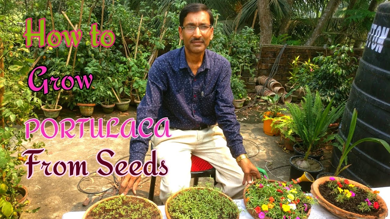 How to Grow PORTULACA from Seeds.