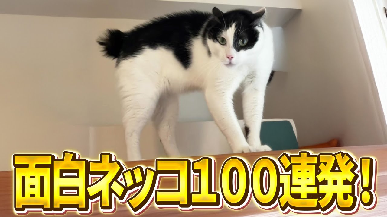 【だ、誰やあんた！！→飼い主忘れんなｗ】ツッコミどころ満載な猫のおもしろ動画100連発！（しゃべる、子猫、かわいい）