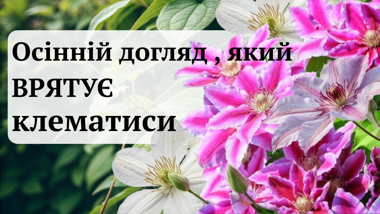 Головна помилка восени: НЕ РОБІТЬ цього з клематисом!