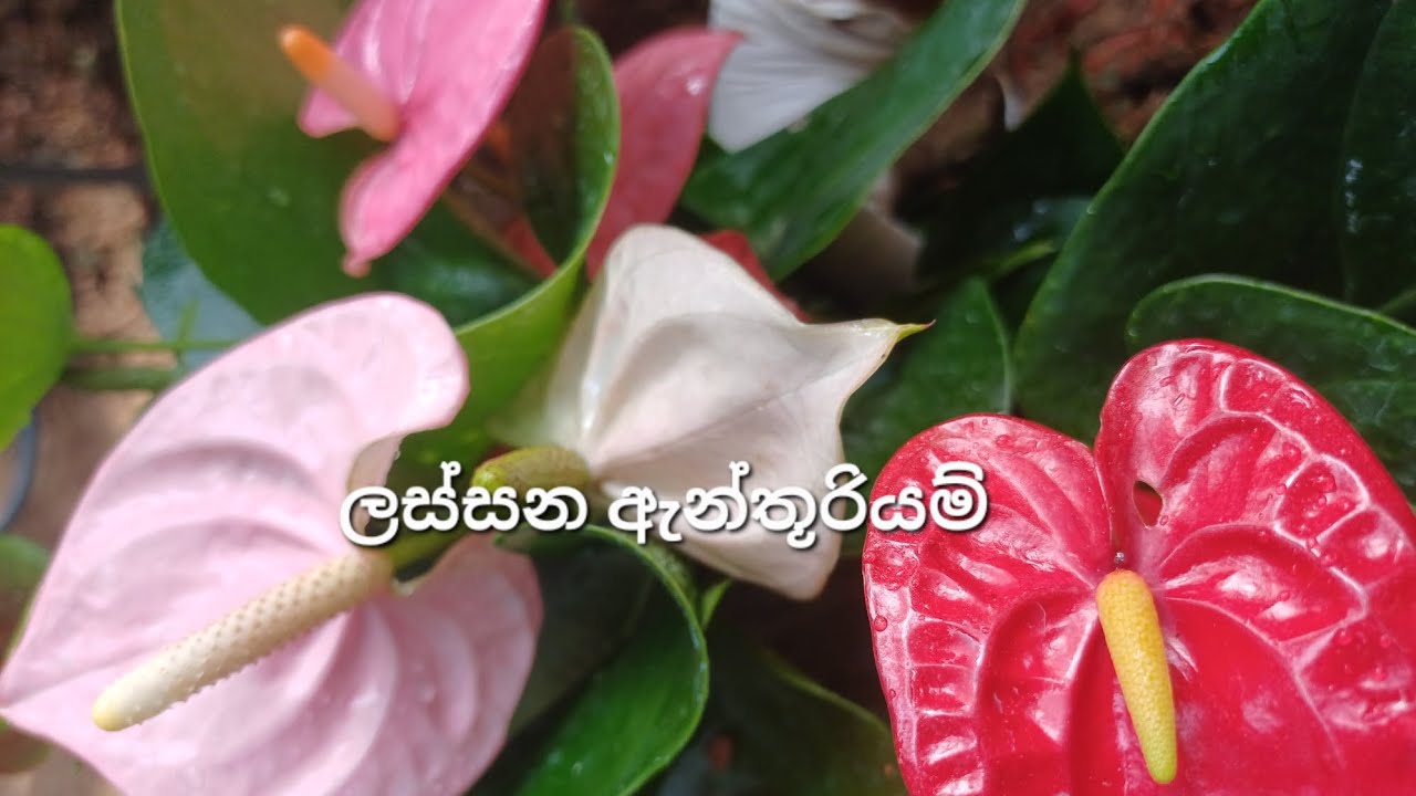වර්ග දහයකින් වටින පැකේජයක්🥰2026/02/11🥰0706132904🥰#anthurium #floweringplants #gardening#