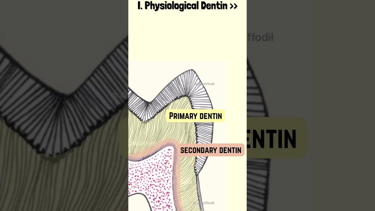 Types Of Dentin in 2 min | Dentin Classification | #typesofdentin #dentalhistology  | dr.dentiffodil