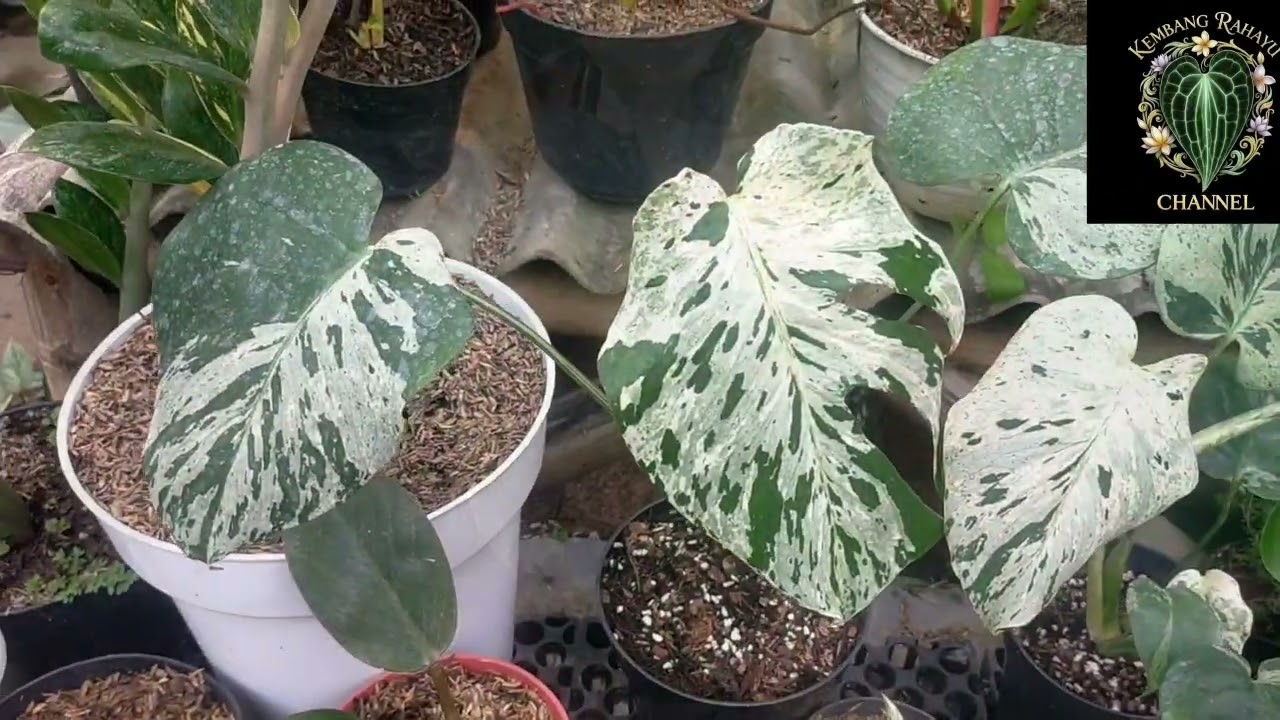 Selain cantik dan mudah untuk di rawat ternyata tanaman ini mempunyai nilai yang sangat tinggi !!!